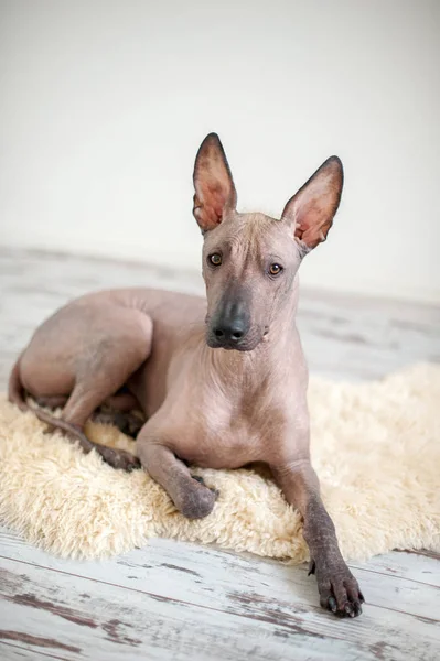 Mexické Bezsrstého Psa Xoloitzcountly Uvnitř — Stock fotografie