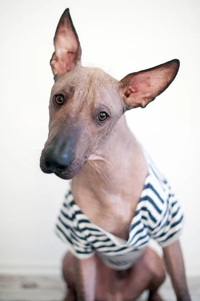 シャツでメキシコの毛のない犬の肖像画 — ストック写真