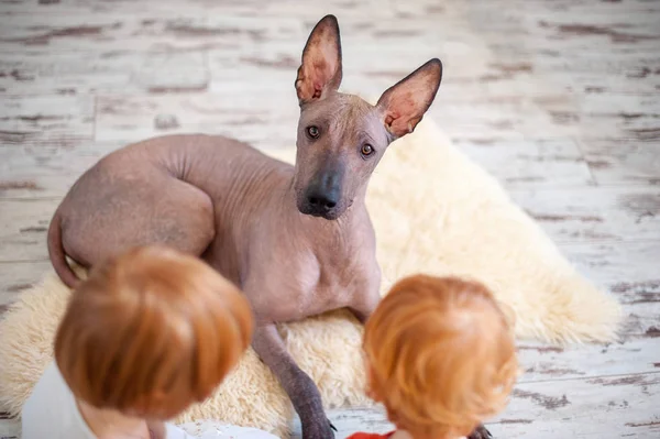 子供たちと遊んでメキシカン ヘアレス ドッグ — ストック写真