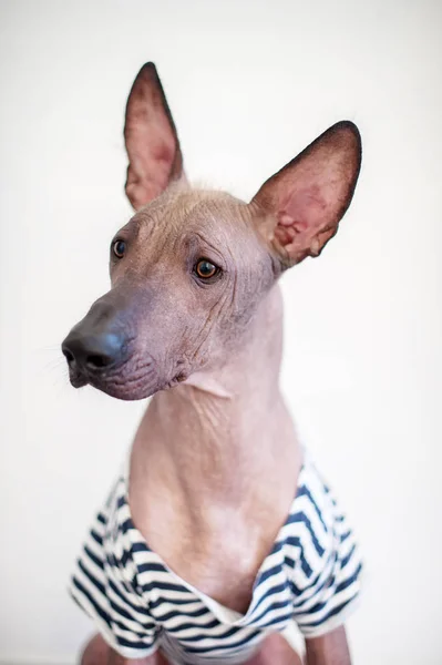 ストライプ シャツでメキシコの毛のない犬の肖像画 — ストック写真