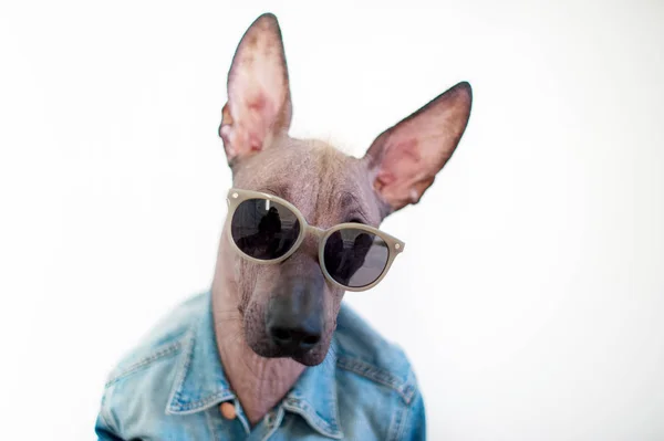 Retrato Perro Mexicano Sin Pelo Con Gafas — Foto de Stock