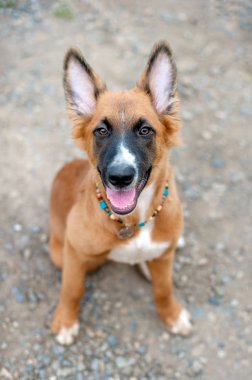 Güzel kızıl saçlı Meksika Hairless köpek portre