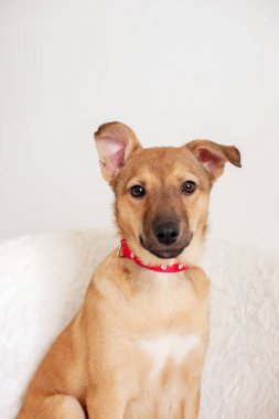 Kızıl saçlı köpek içinde a kırmızı yaka beyaz iç