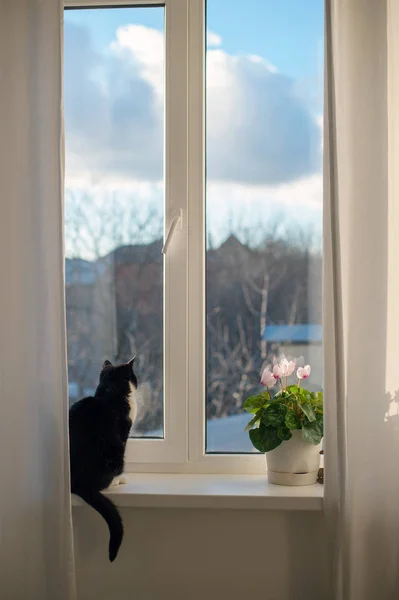 Cat Sits Window Sill Looks Out Window — Stock Photo, Image