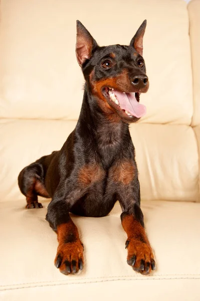 Miniatura Pinscher Olha Para Sua Língua Sofá — Fotografia de Stock