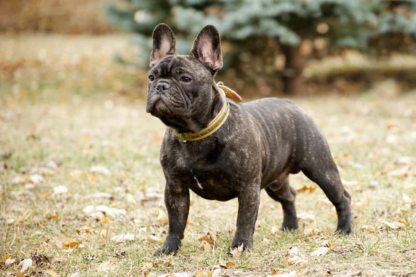 Französische Bulldogge Park Stockfoto