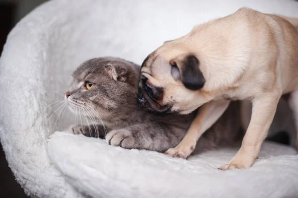 Carlino Beige Gatto Posa Una Sedia Bianca — Foto Stock