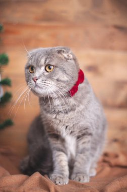 Turuncu gözlü ve papyonlu komik İngiliz kedisi.