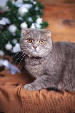 Turuncu gözlü komik İngiliz kedisi