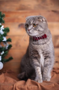 Turuncu gözlü ve papyonlu komik İngiliz kedisi.