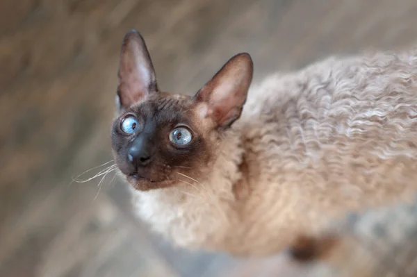 Αστεία Σγουρή Γάτα Μπλε Μάτια — Φωτογραφία Αρχείου