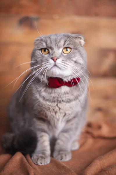 Αστεία Βρετανίδα Γάτα Πορτοκαλί Μάτια Και Παπιγιόν — Φωτογραφία Αρχείου