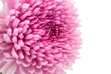 doğa kırmızı sonbahar yaprakları