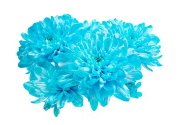 doğa kırmızı sonbahar yaprakları