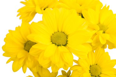 doğa kırmızı sonbahar yaprakları