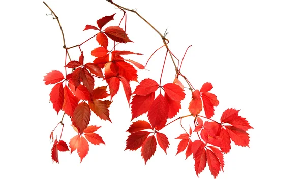 Roter Herbst verlässt die Natur — Stockfoto