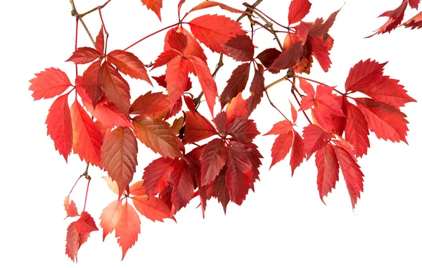 Roter Herbst verlässt die Natur — Stockfoto