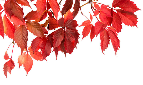 red autumn leaves nature