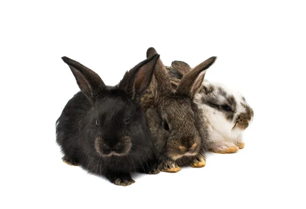 小さなウサギの動物 — ストック写真