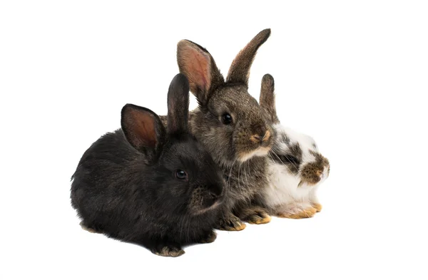 Petits lapins animaux — Photo