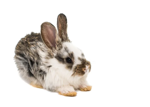 Pequeño conejo animal — Foto de Stock