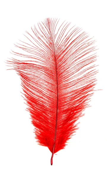 Color feather art — Stock Photo, Image