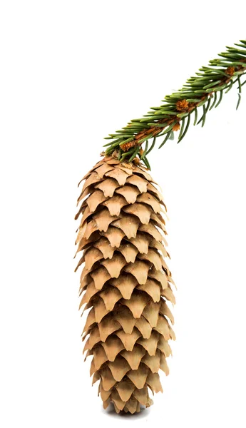 Ramo de pinheiro cone de pinho — Fotografia de Stock