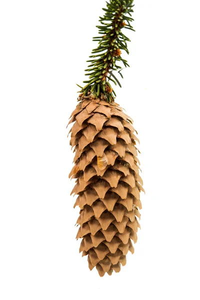Ramo de pinheiro cone de pinho — Fotografia de Stock