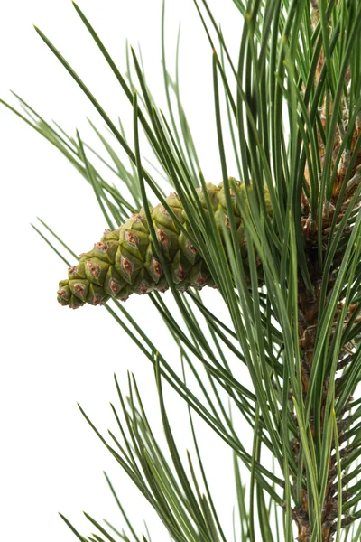 Pine cone pine gren — Stockfoto