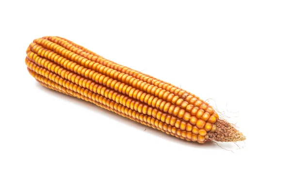 Ripe corn farming — Stock Photo, Image