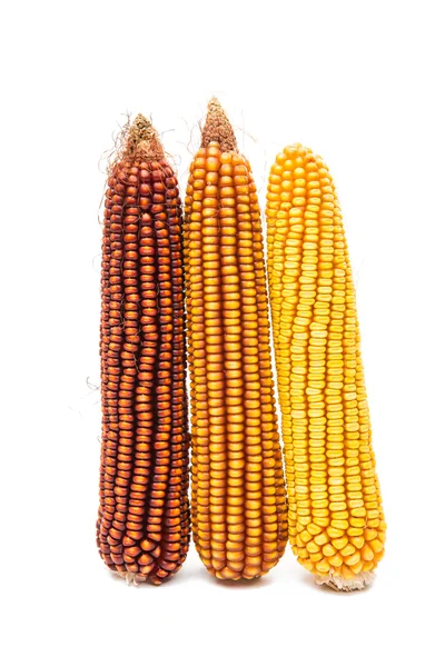 Cultivo de milho maduro — Fotografia de Stock