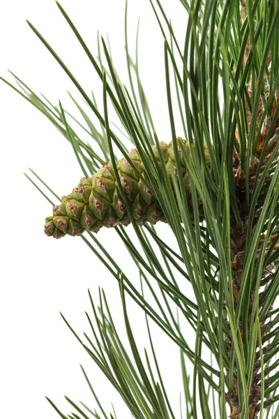 Pine cone pine branch Stock Image