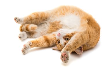 Kırmızı kedi hayvan
