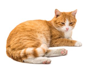 Kırmızı kedi hayvan