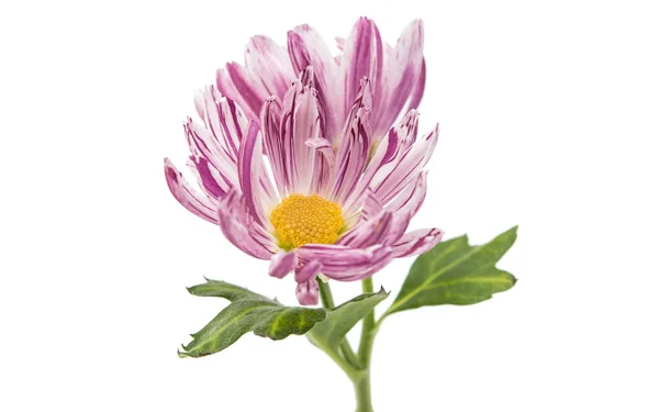Chrysanthemum flower spring — Stock Photo, Image