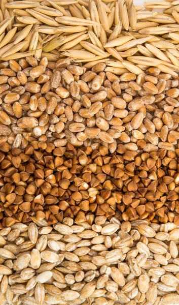 Fondo trigo sarraceno, cebada, trigo, avena — Foto de Stock