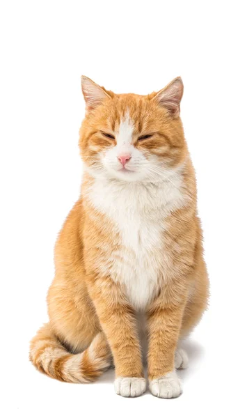 Röd katt djur — Stockfoto