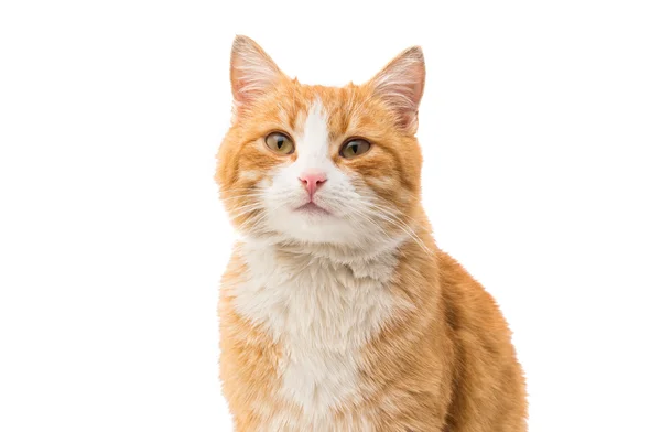 Rode kat dier — Stockfoto