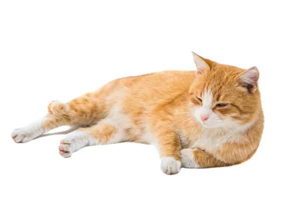 Animal de pisică roșie — Fotografie, imagine de stoc