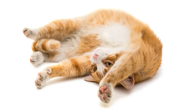 Red cat animal — Stock Photo, Image