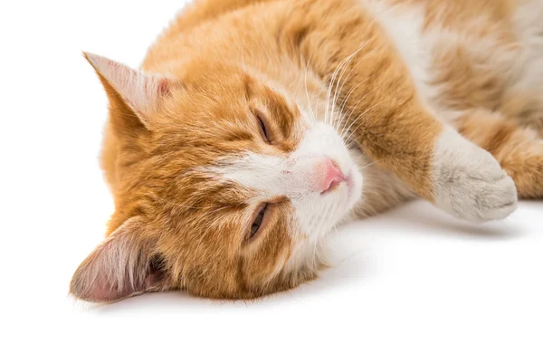 Animal gato vermelho — Fotografia de Stock