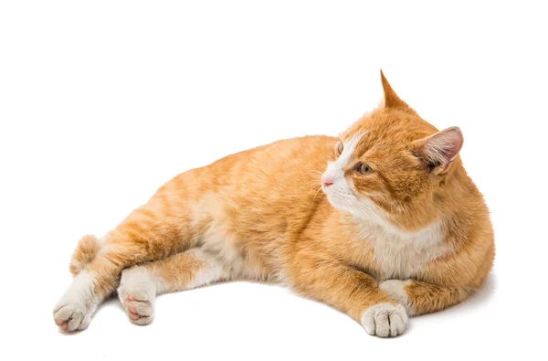 สัตว์แมวสีแดง — ภาพถ่ายสต็อก