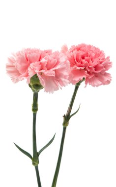 pembe karanfil güzel