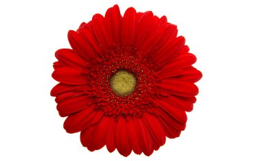 gerbera çiçek doğa
