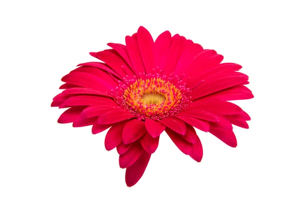 Gerbera flower nature — Stock Photo, Image