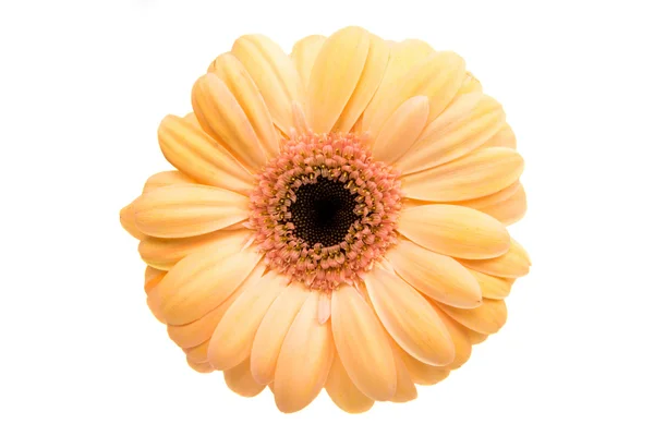 Gerbera naturaleza de la flor —  Fotos de Stock