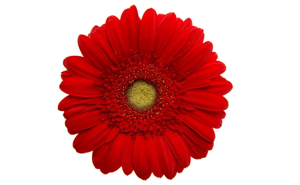 Gerbera ดอกไม้ธรรมชาติ — ภาพถ่ายสต็อก