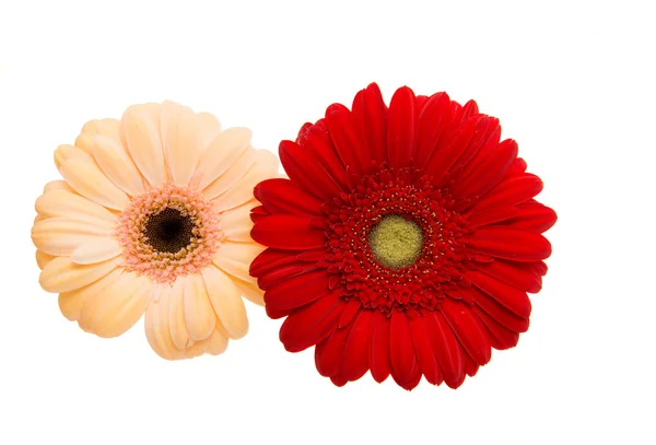 Gerbera flower nature — Stock Photo, Image