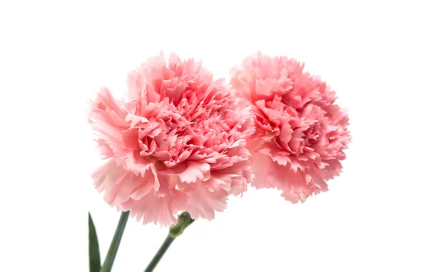 Różowy Goździk elegancki — Zdjęcie stockowe