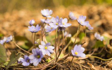 Mantarı nobilis bitkiler